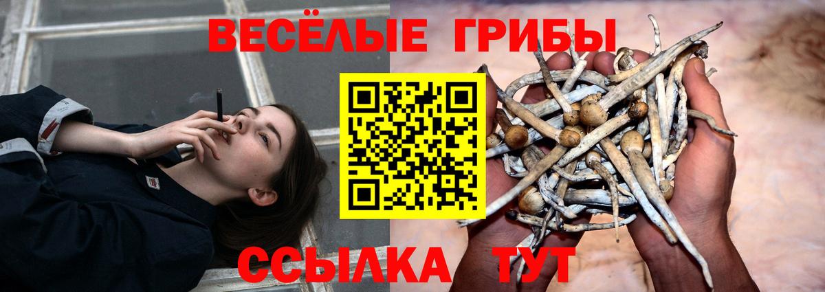 Избербаш  Псилоцибиновые грибы Psilocybine cubensis  Вход с VPN 